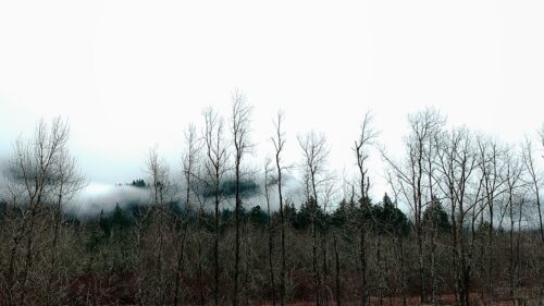 Minimalist landscape with silhouetted black trees beneath a white sky – Fred Gerendasy Photography