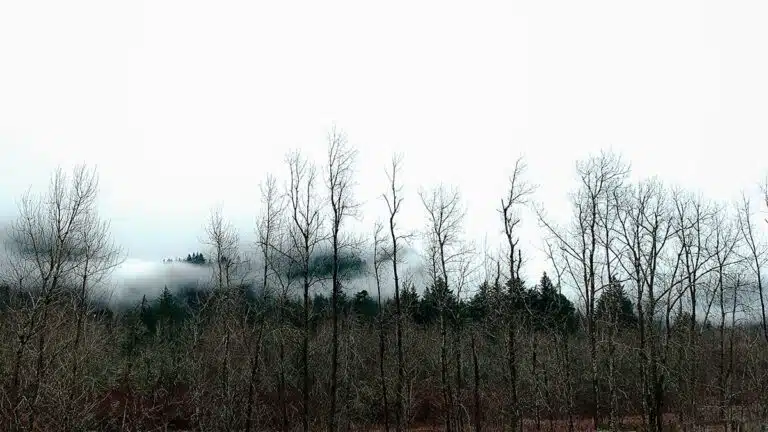 White Sky and Black Trees - Archival Pigment Print