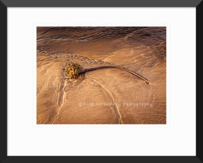 Framed print of Reed in Sand — On the Oregon Coast by Fred Gerendasy Photography – fine art coastal beach scene with solitary reed and minimal composition