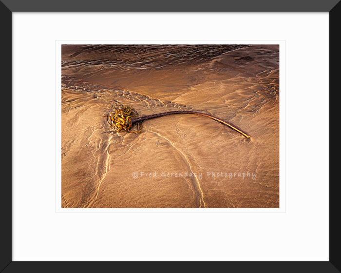 Framed print of Reed in Sand — On the Oregon Coast by Fred Gerendasy Photography – fine art coastal beach scene with solitary reed and minimal composition