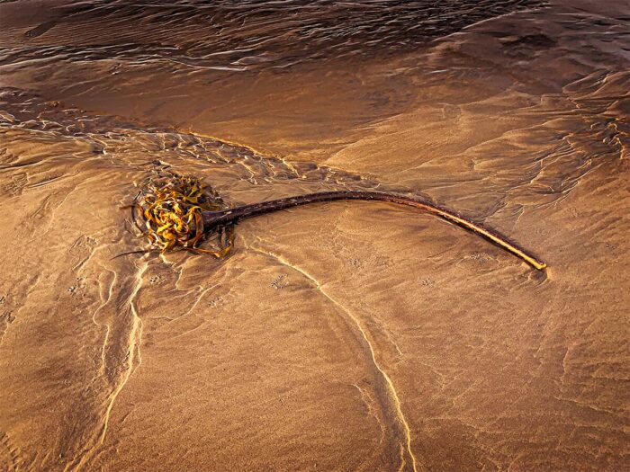 Reed in Sand — On the Oregon Coast by Fred Gerendasy Photography – minimal beach photograph featuring a single reed in sand with soft coastal lighting