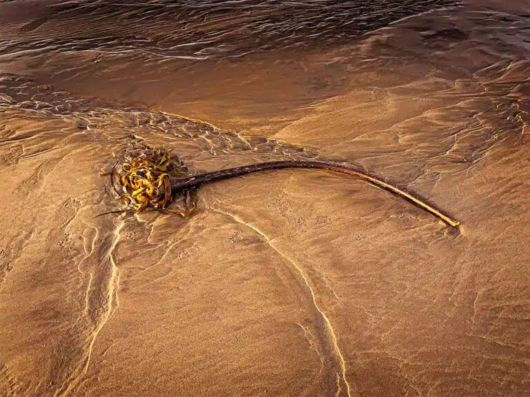 Reed in Sand — On the Oregon Coast - Archival Pigment Print