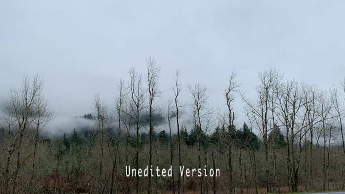 Original unedited photo of trees in foggy white sky with brown hillside – Fred Gerendasy Photography