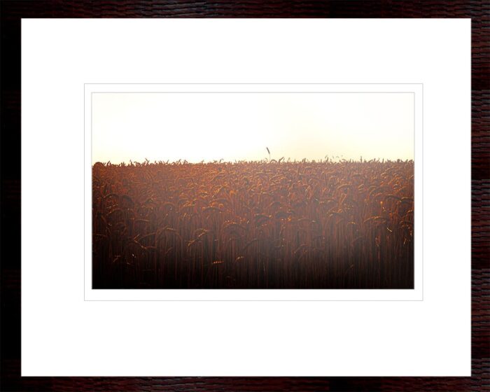 Framed fine art photograph of a sunlit field with single tall stalk – Fred Gerendasy Photography