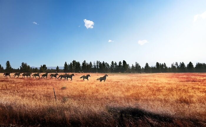 Wild Horses Show Their Metal - Near Sisters, Oregon