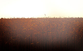 Field Of Hope And Dreams - Archival Pigment Print - Fred Gerendasy Photography