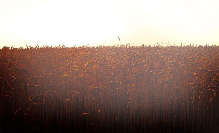 Golden field with a single stalk standing tall under soft, diffused light – symbolic fine art photo by Fred Gerendasy Photography