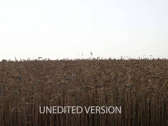Original unedited version of lone stalk in open golden field – Fred Gerendasy Photography nature photograph