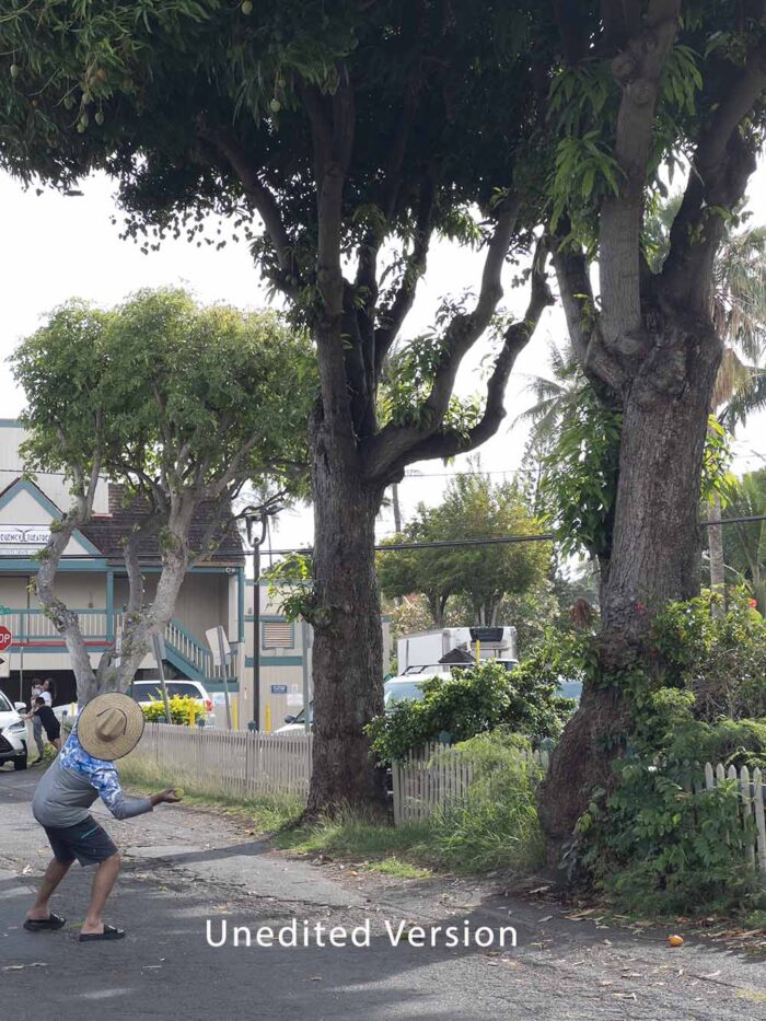 Unedited version of The Mango Hunter by Fred Gerendasy Photography – original photo of a child in natural surroundings reaching toward a mango tree