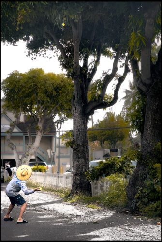 The Mango Hunter archival pigment print by Fred Gerendasy Photography – whimsical moment capturing a child reaching for mangoes in a lush outdoor setting