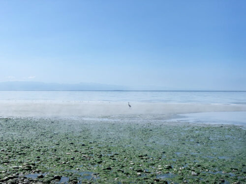 the fog along the puget sound shore
