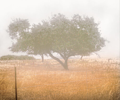Tree and field n fog