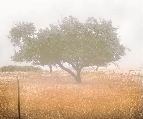 Tree and field n fog-fred-gerendasy-photography