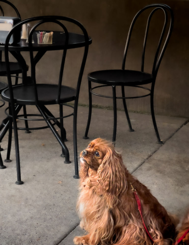 A dog almost posing intentionally for a picture by an empty restaurant table