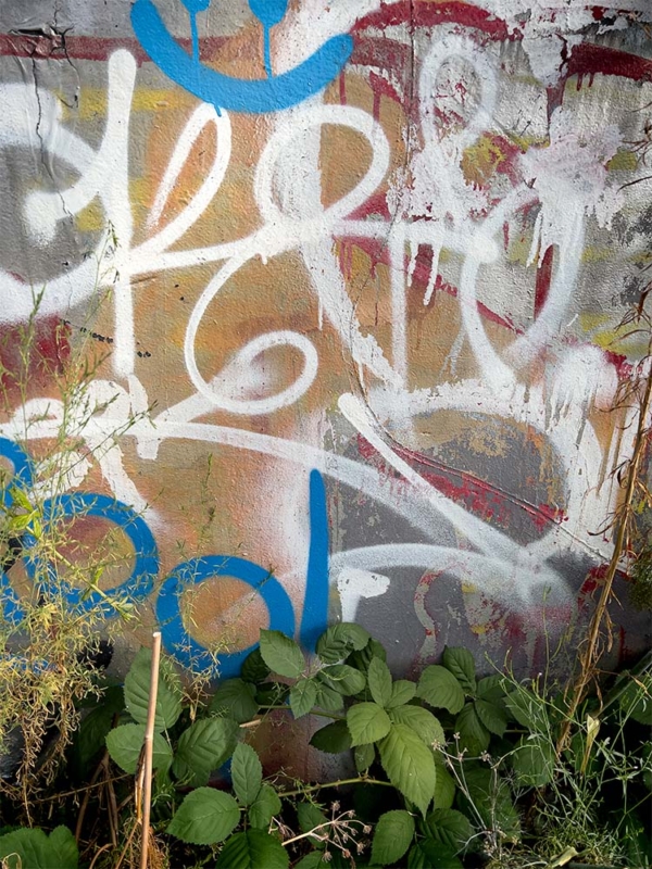 cement wall covered in painted graffiti and green leaves at its base