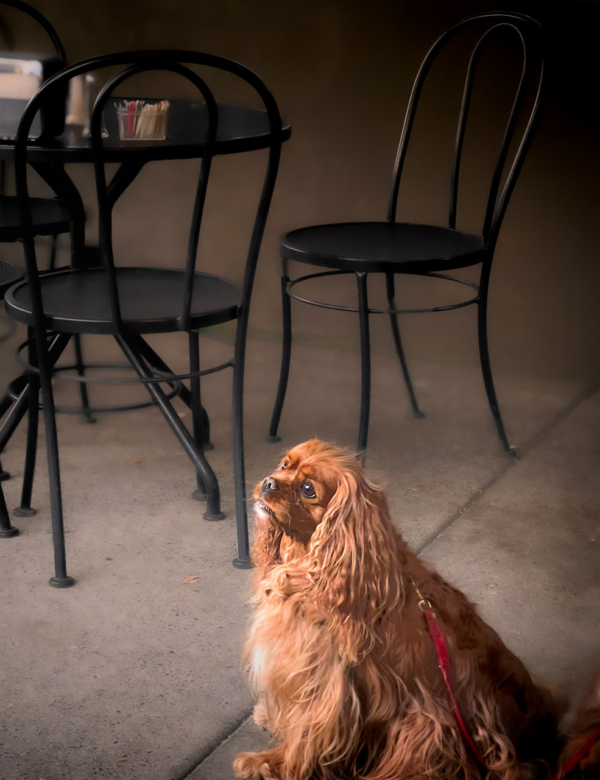 Dog sitting Patiently looking up a camera with empty restaurant table in the background