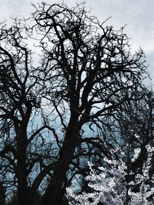 Tree And Blossoms -Wander series