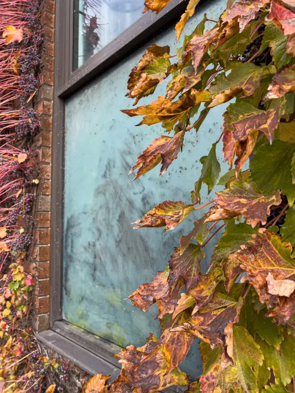Window Vines